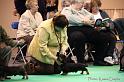 Crufts2011_2 461